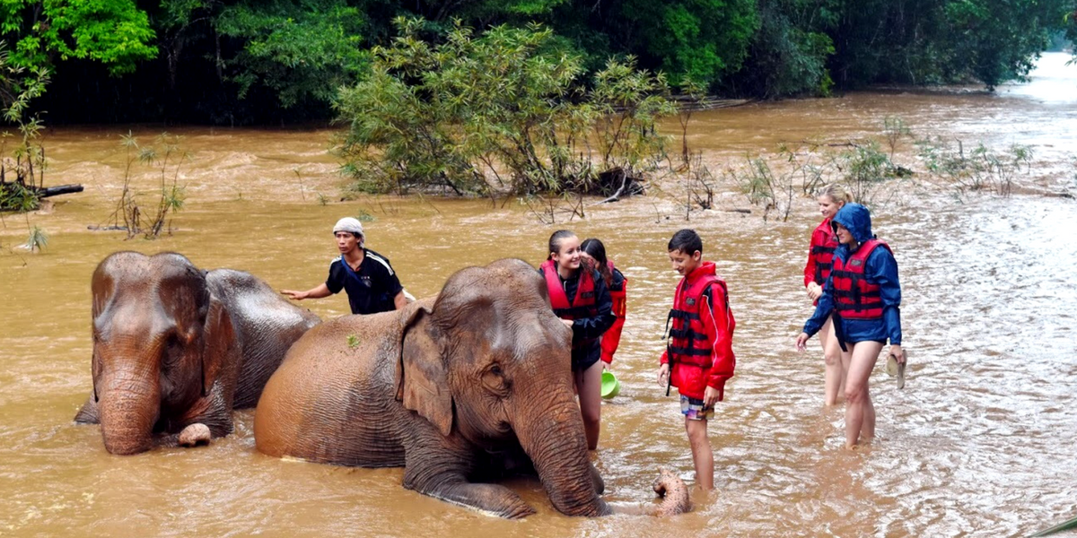 Elephant Bathing 